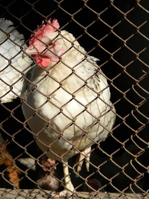 这是一场令 这是一场令